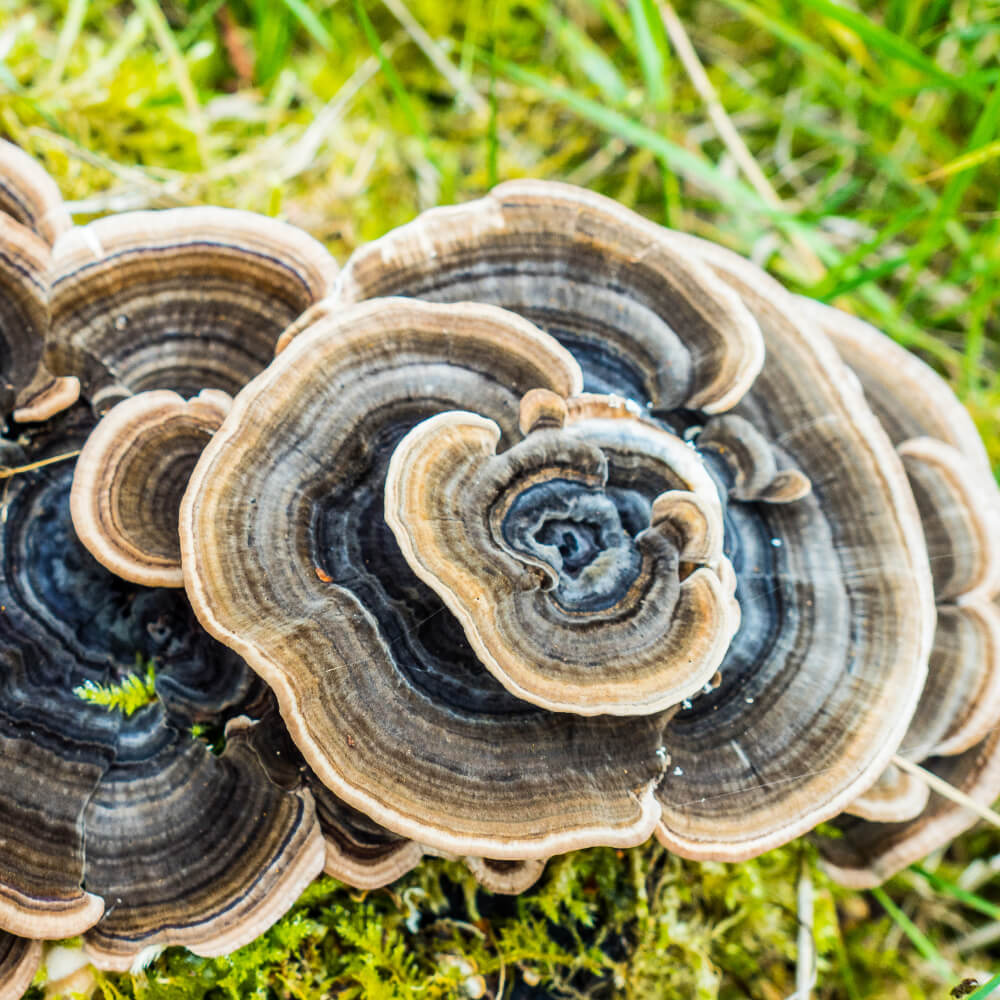 Full Spectrum Turkey Tail Mushroom Extract Powder - Wild Harvested - Na'vi Organics