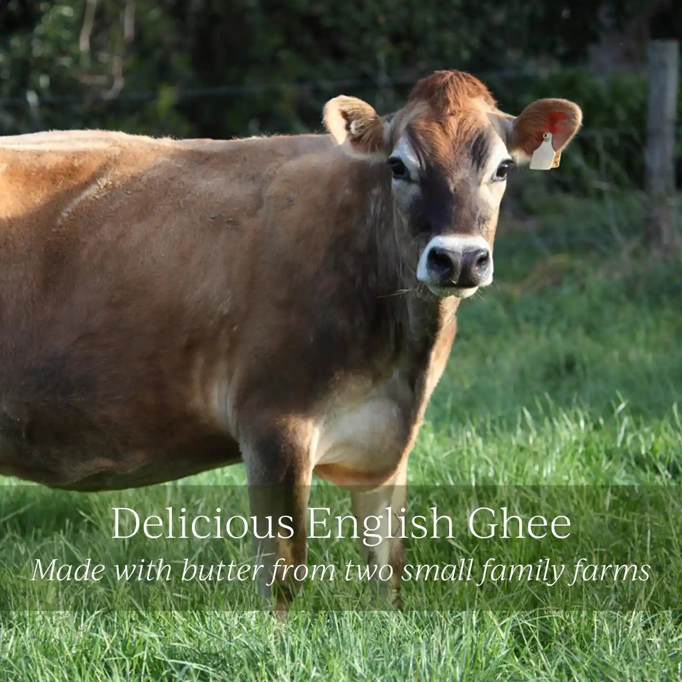 Organic English Ghee (Pasture Fed) 350ml - Na'vi Organics