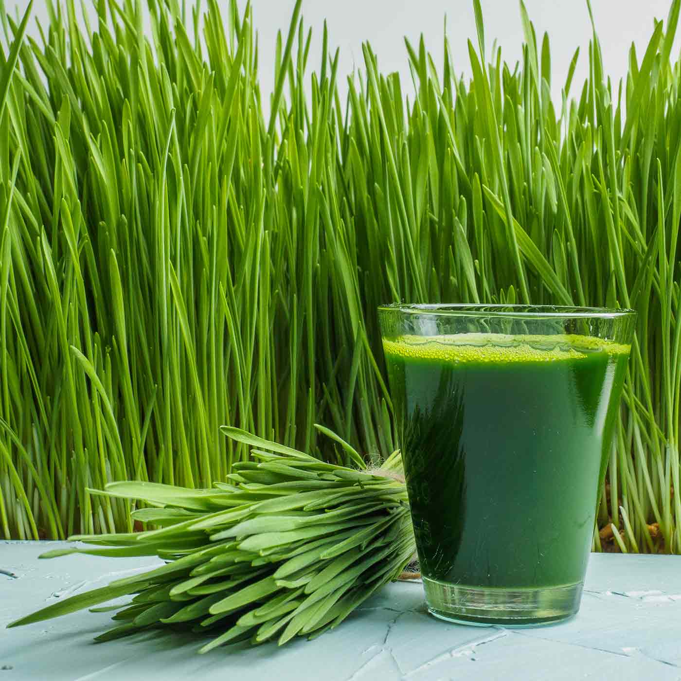 Barley grass juice powder benefits