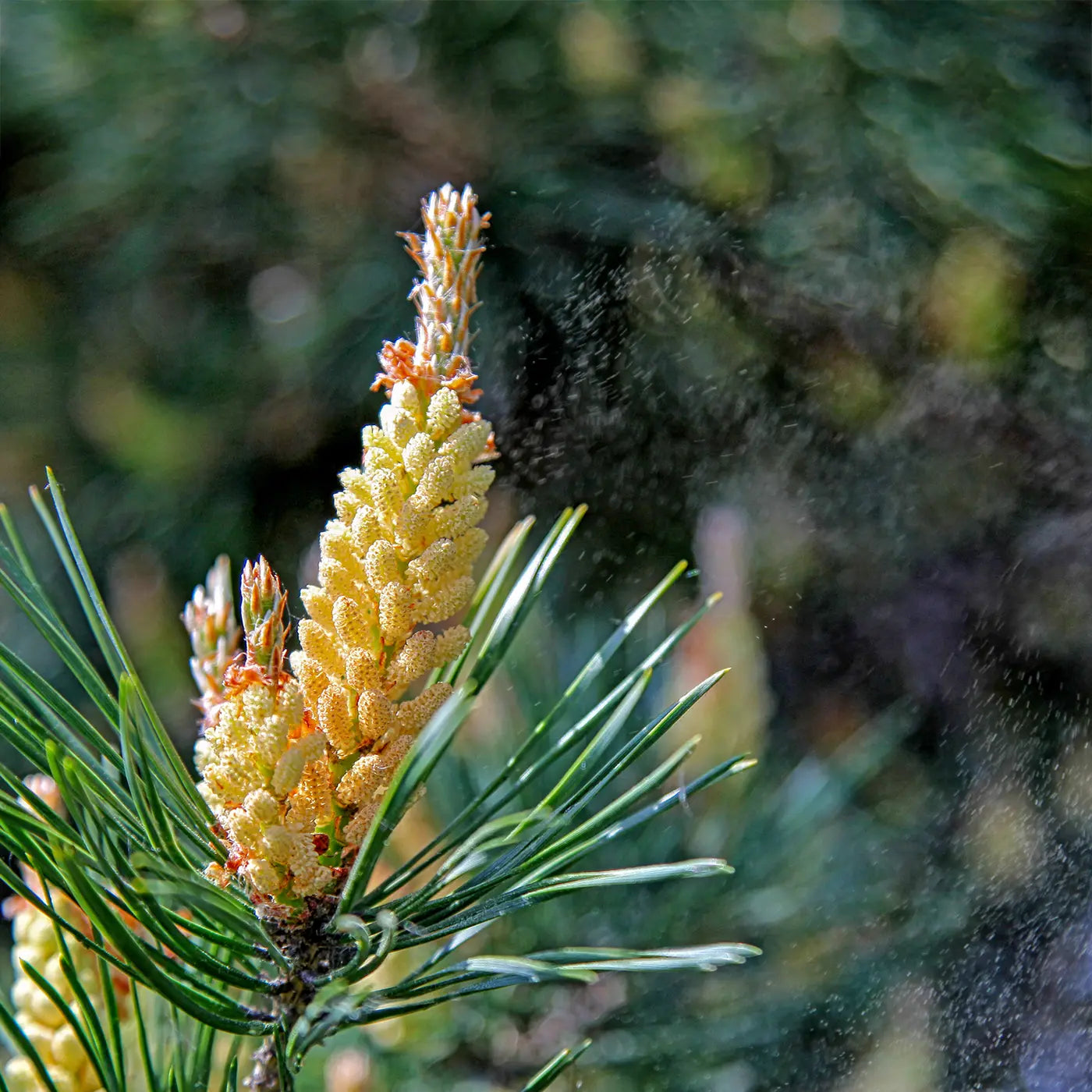 Wild Harvested Raw Pine Pollen - Broken Cell Micro-powder - Na'vi Organics