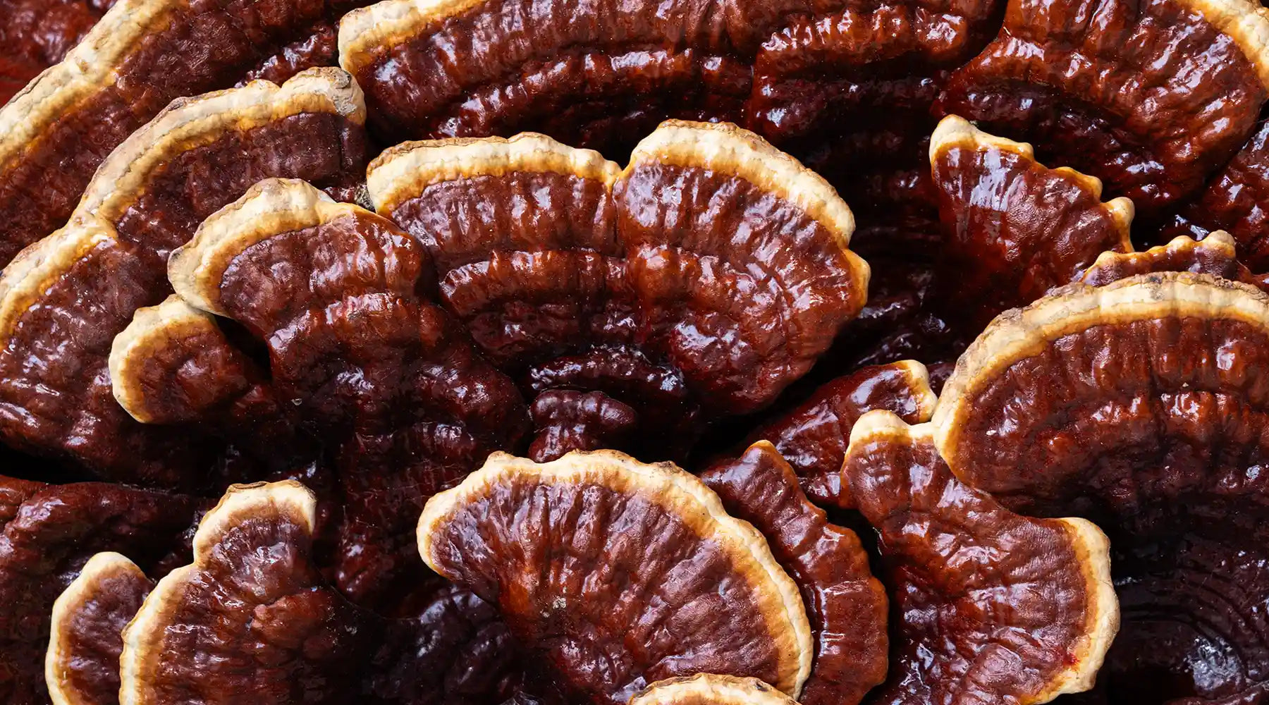 Luminous Reishi