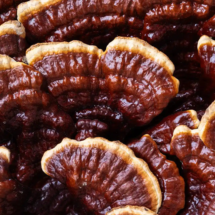 Luminous Reishi