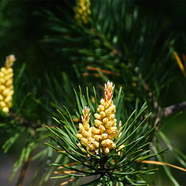 The Power of Pine Pollen