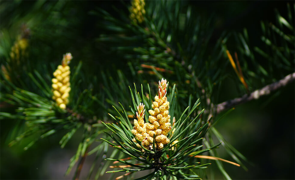 The Power of Pine Pollen