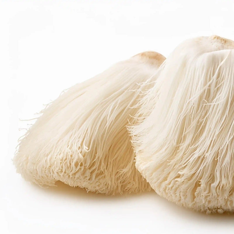 Wild cultivated organic lions mane mushroom