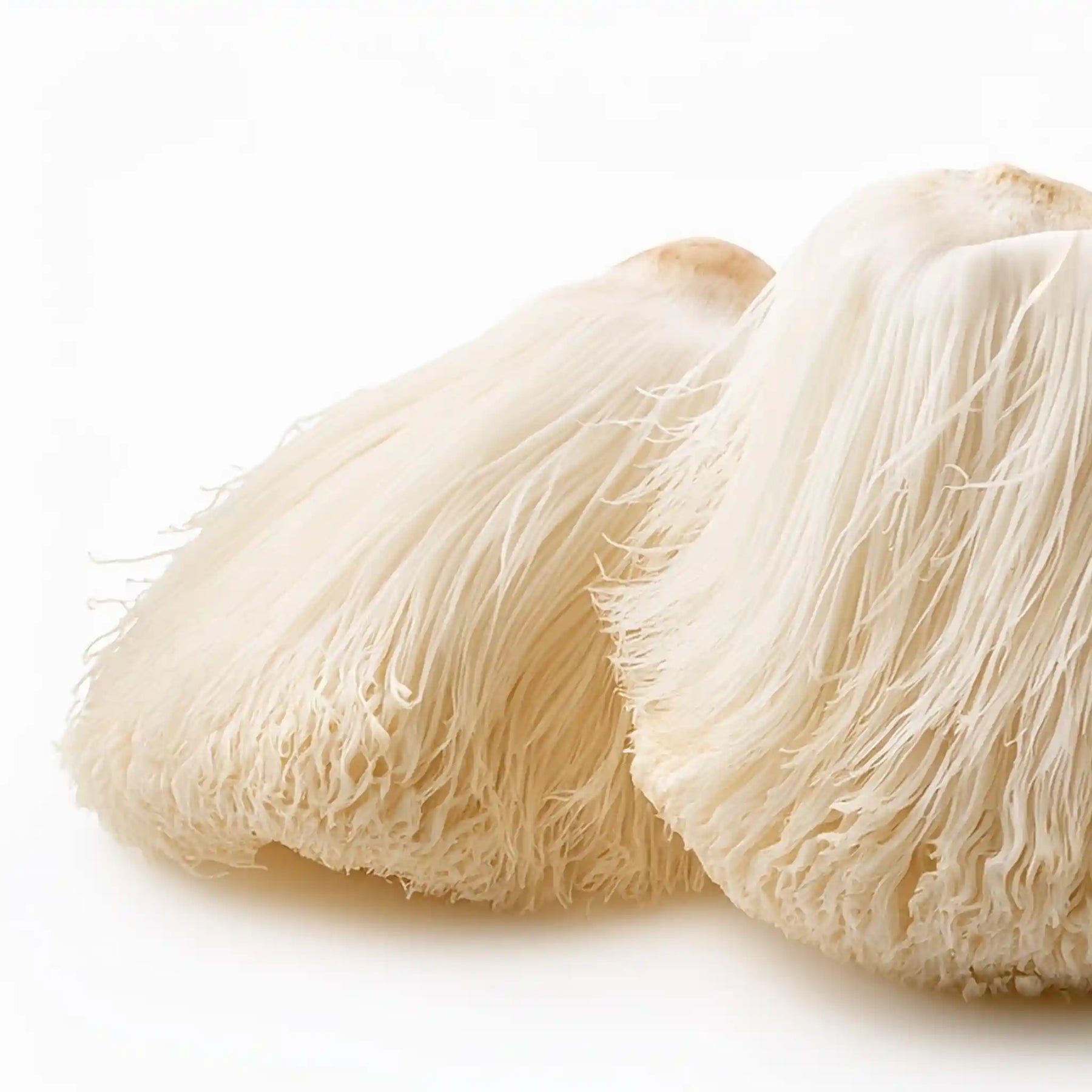 Wild cultivated organic lions mane mushroom