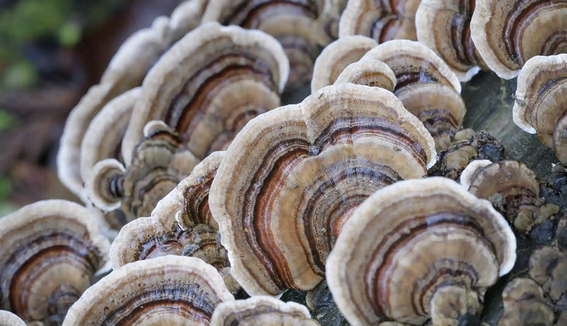 Wild growing turkey tail mushrooms on a fallen log