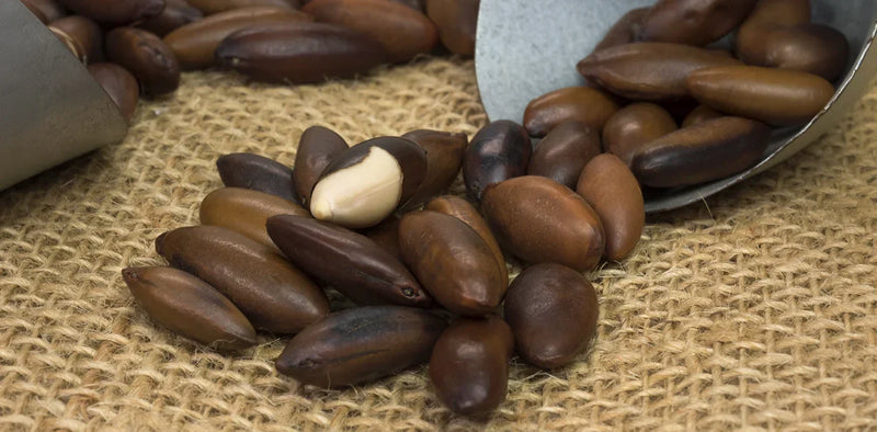 Baru Nuts: The Wild Nutrient-Dense Seed from Brazil's Cerrado