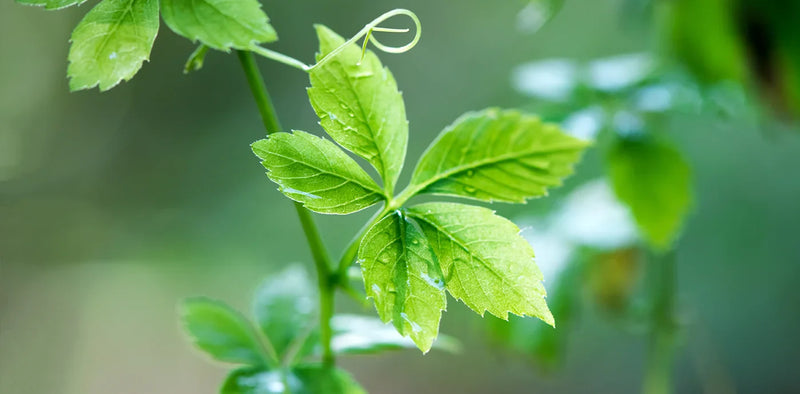What Is Jiaogulan? The Sweet Vine They Call the Herb of Immortality