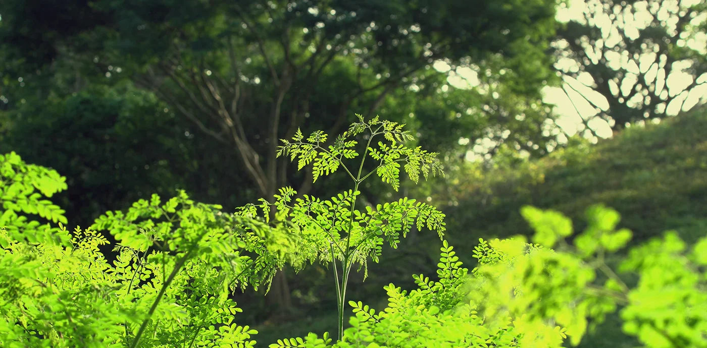 What Is Moringa? The Leaf They Call the Tree of Life