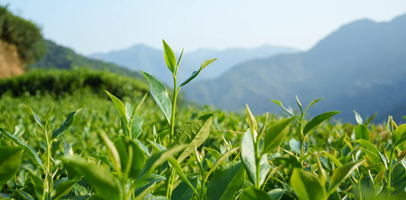 What Is Matcha? The Shaded Leaf, Whole and Whisked
