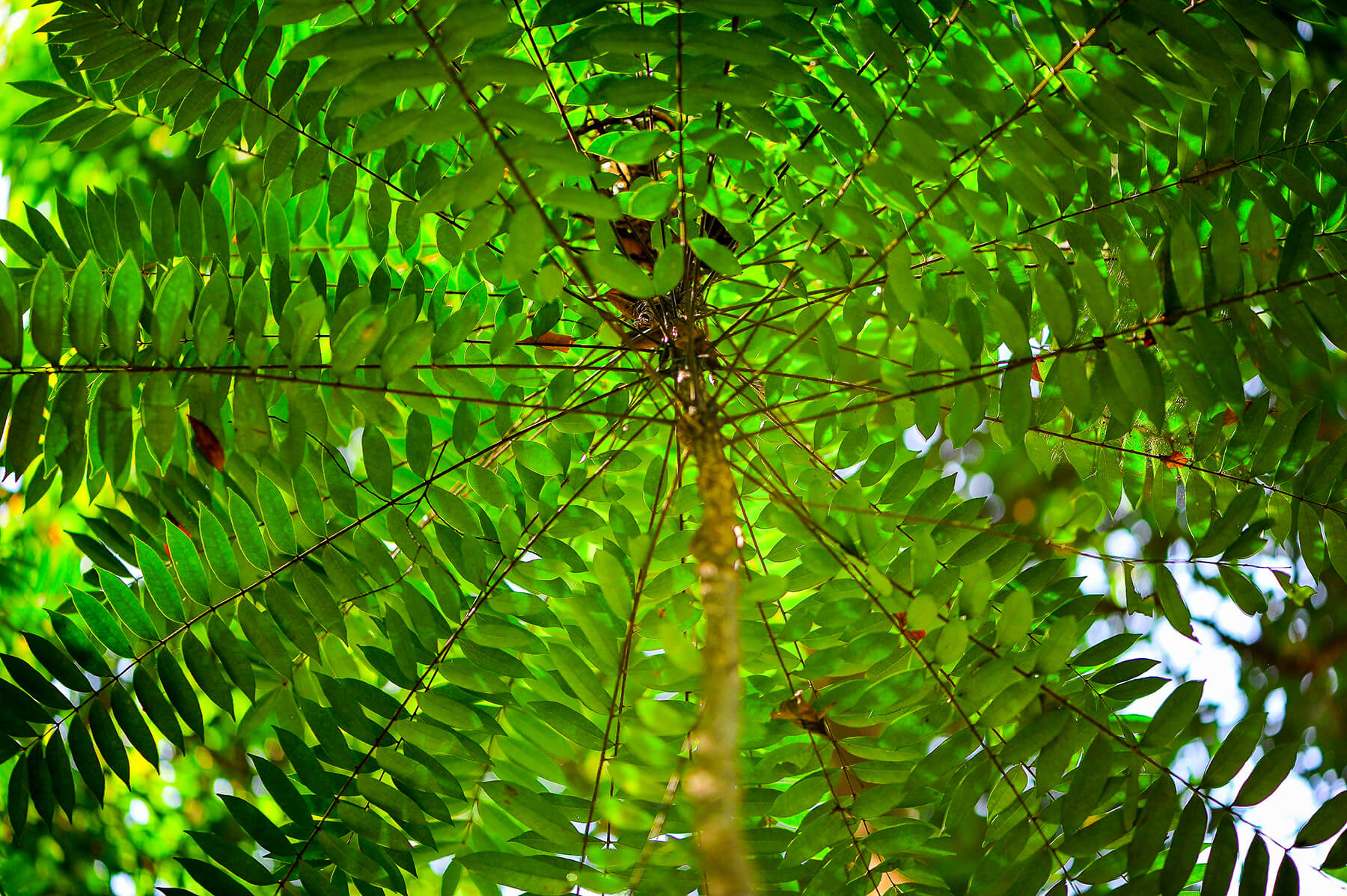 Tongkat Ali Availability