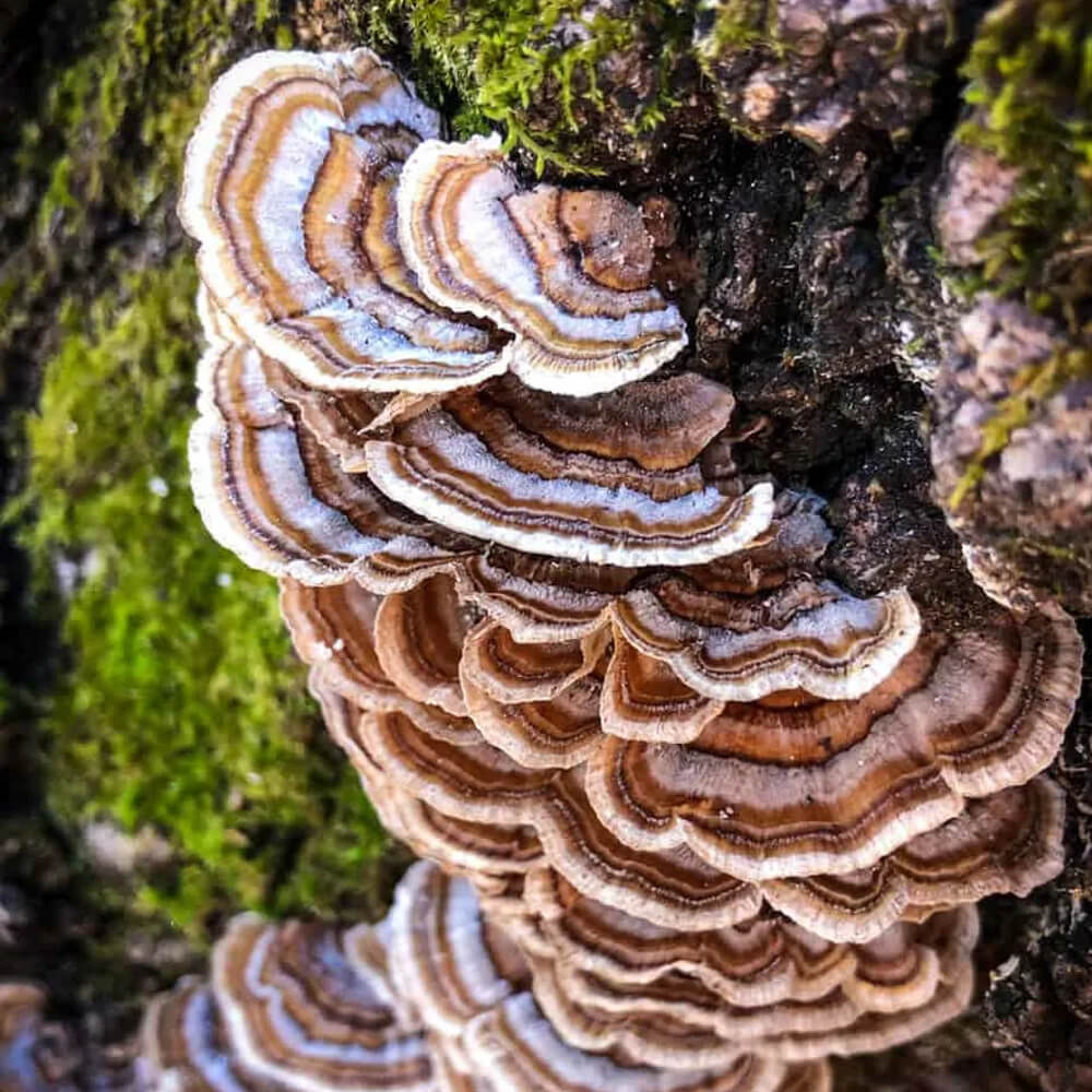 Wild harvested turkey tail mushroom growing on log
