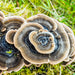 Full Spectrum Turkey Tail Mushroom Extract Powder - Wild Harvested - Na'vi Organics