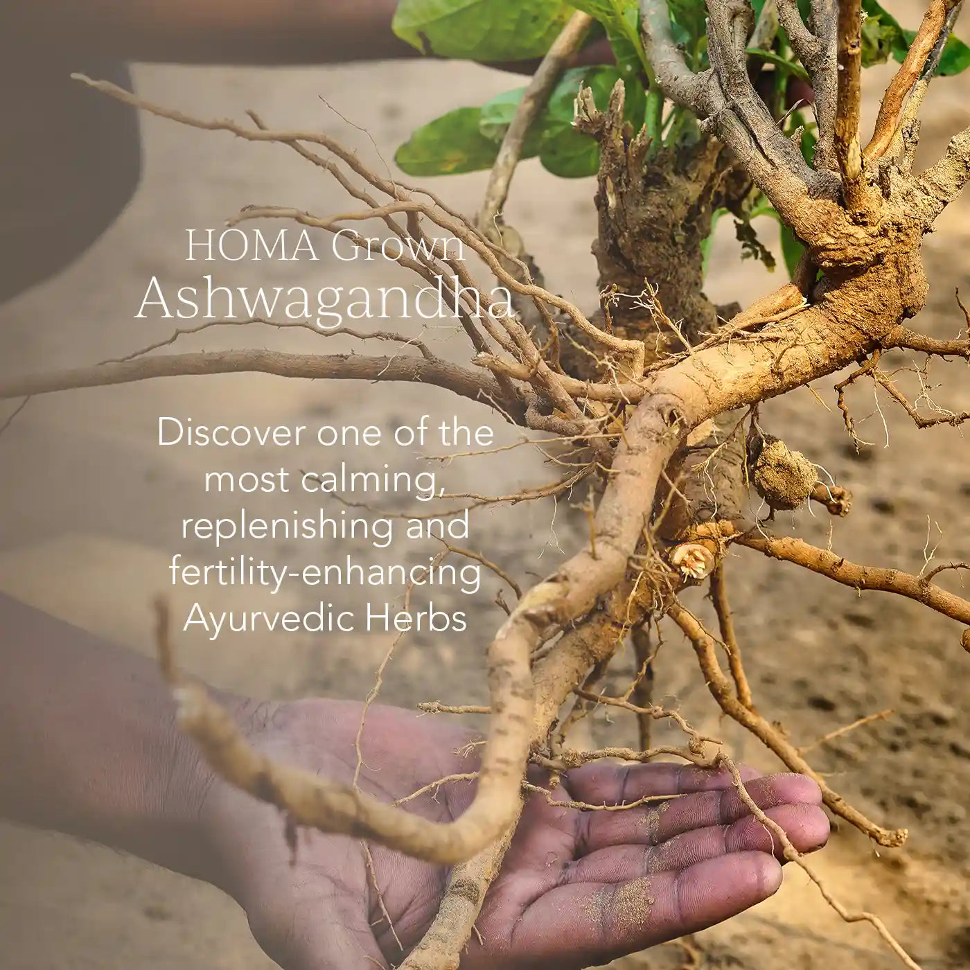 Ashwagandha Anxiety Calming Stress