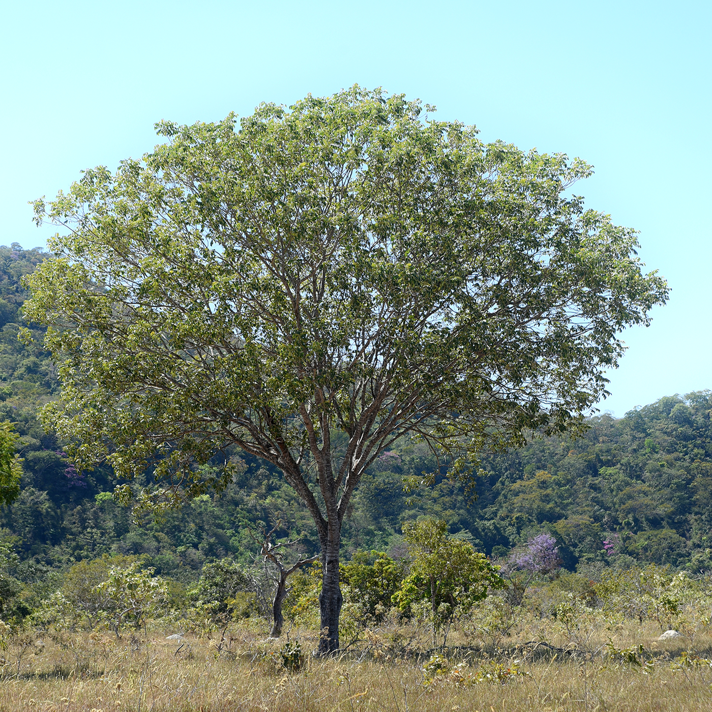 Baru nuts, the seed of the Brazilian Baruzeiro tree - Na'vi Organics