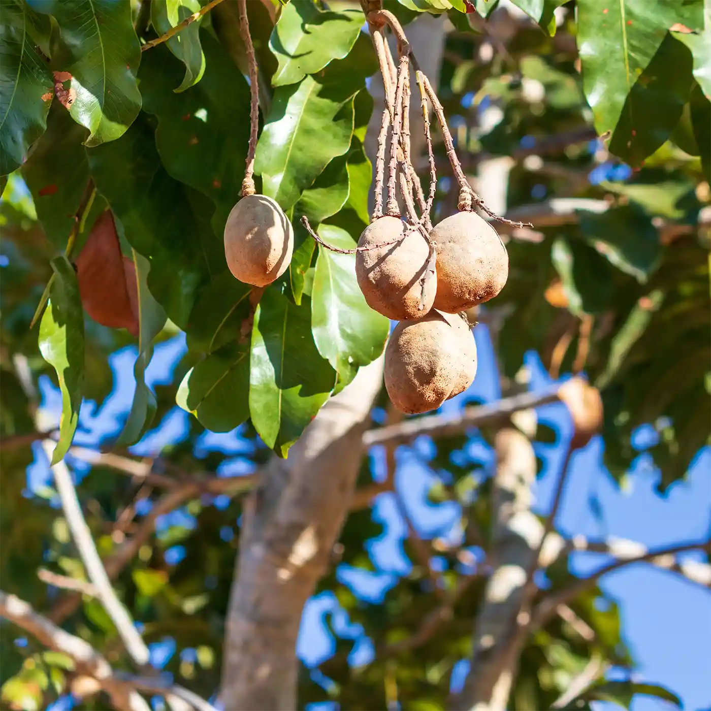 Baru_nuts_organic_wild_uk