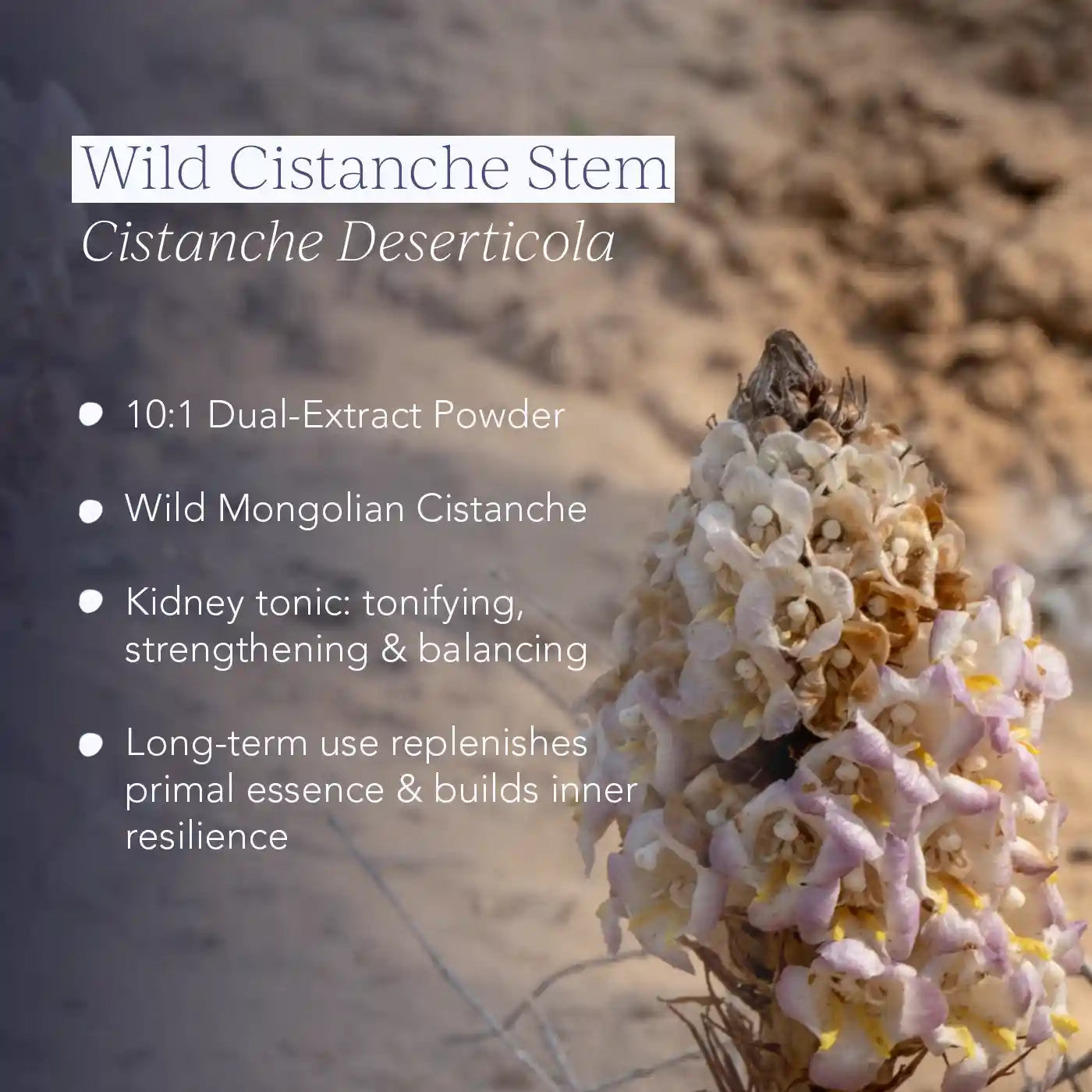 Cistanche Deserticola