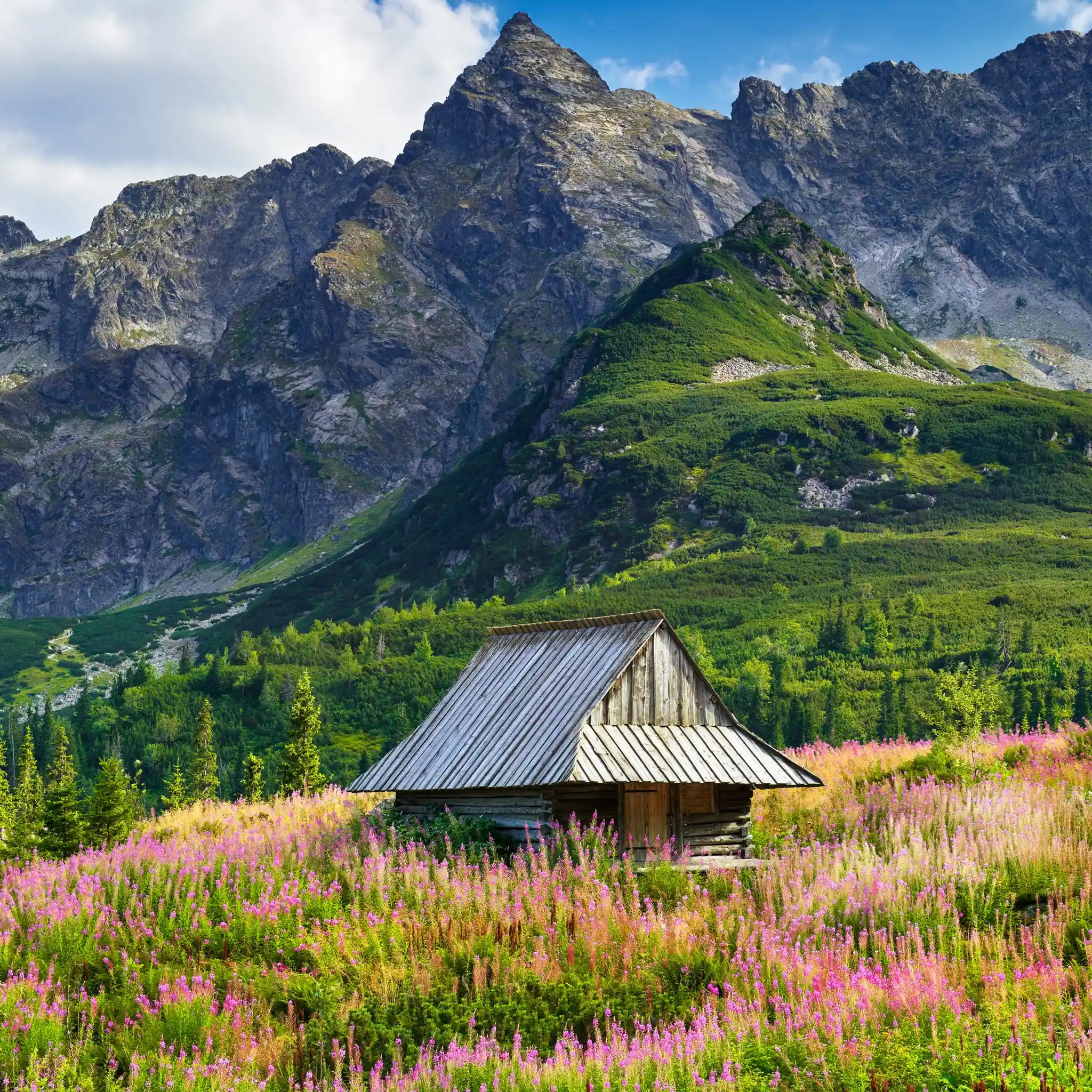 Wild & Organic Ivan Chai Tea with Flowers - Na'vi Organics