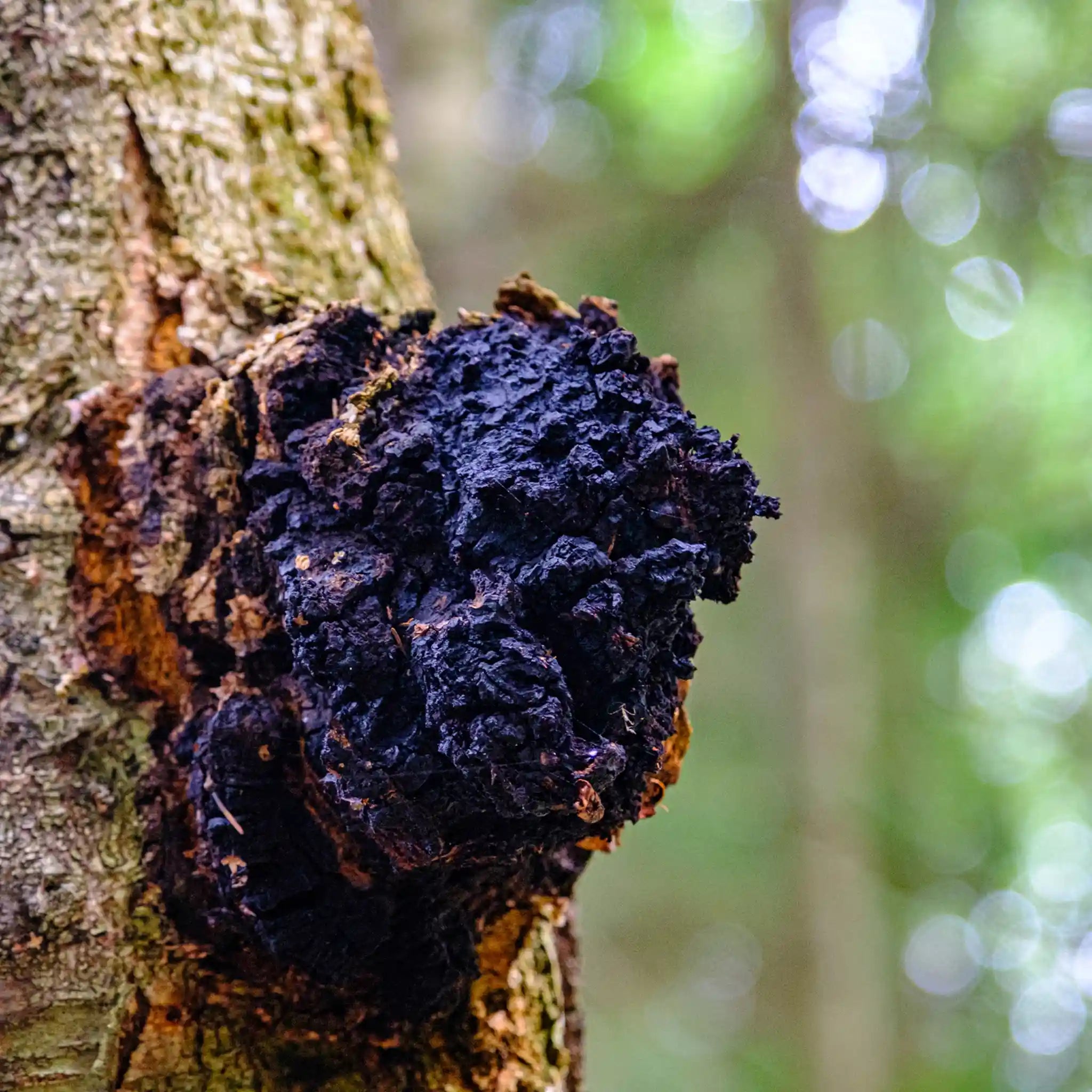 Tonic Gold M - Herbal Coffee - Healthy Mushroom Elixir - Wellness Support Blend - Na'vi Organics