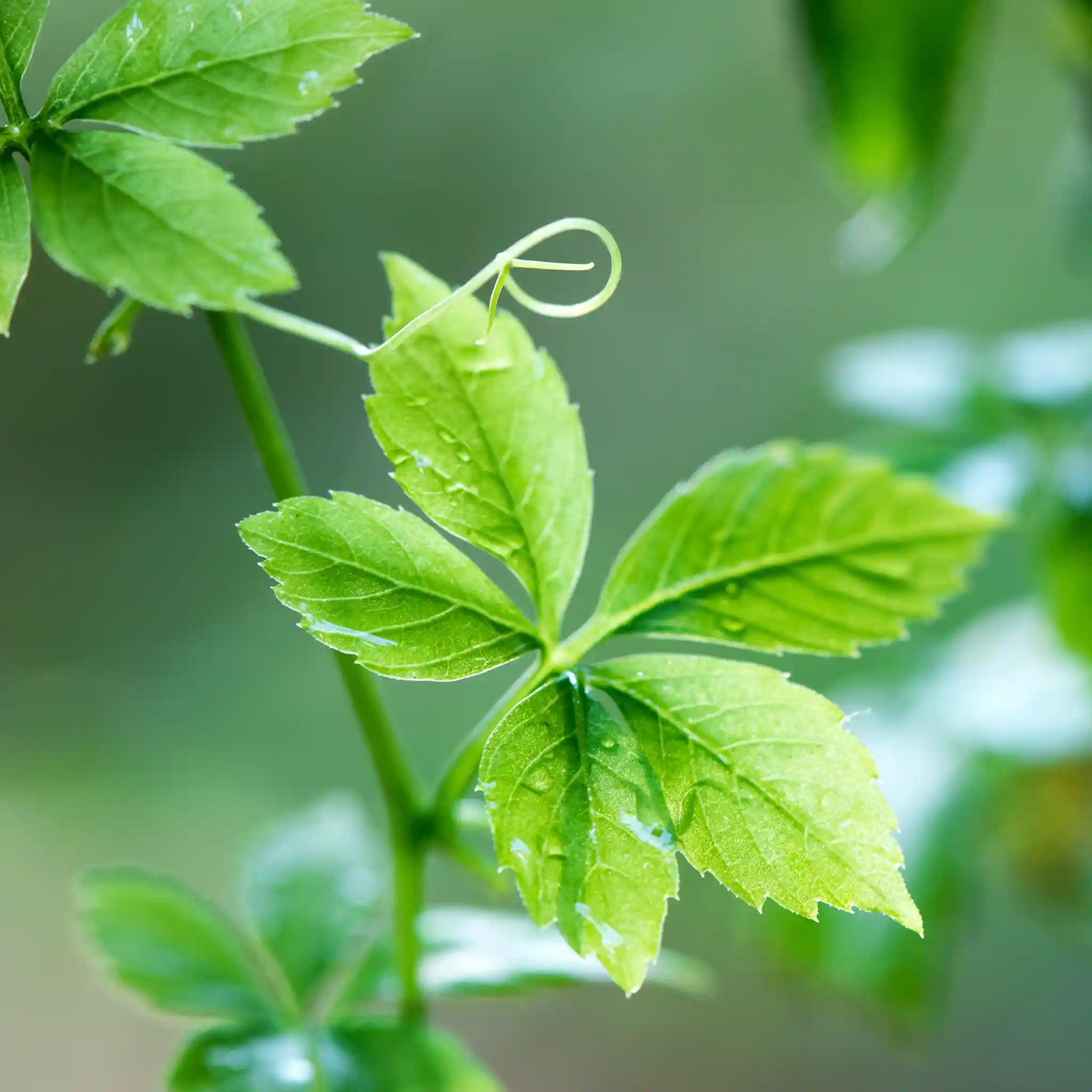 Premium Jiaogulan Gynostemma Loose Leaf Tea - Na'vi Organics