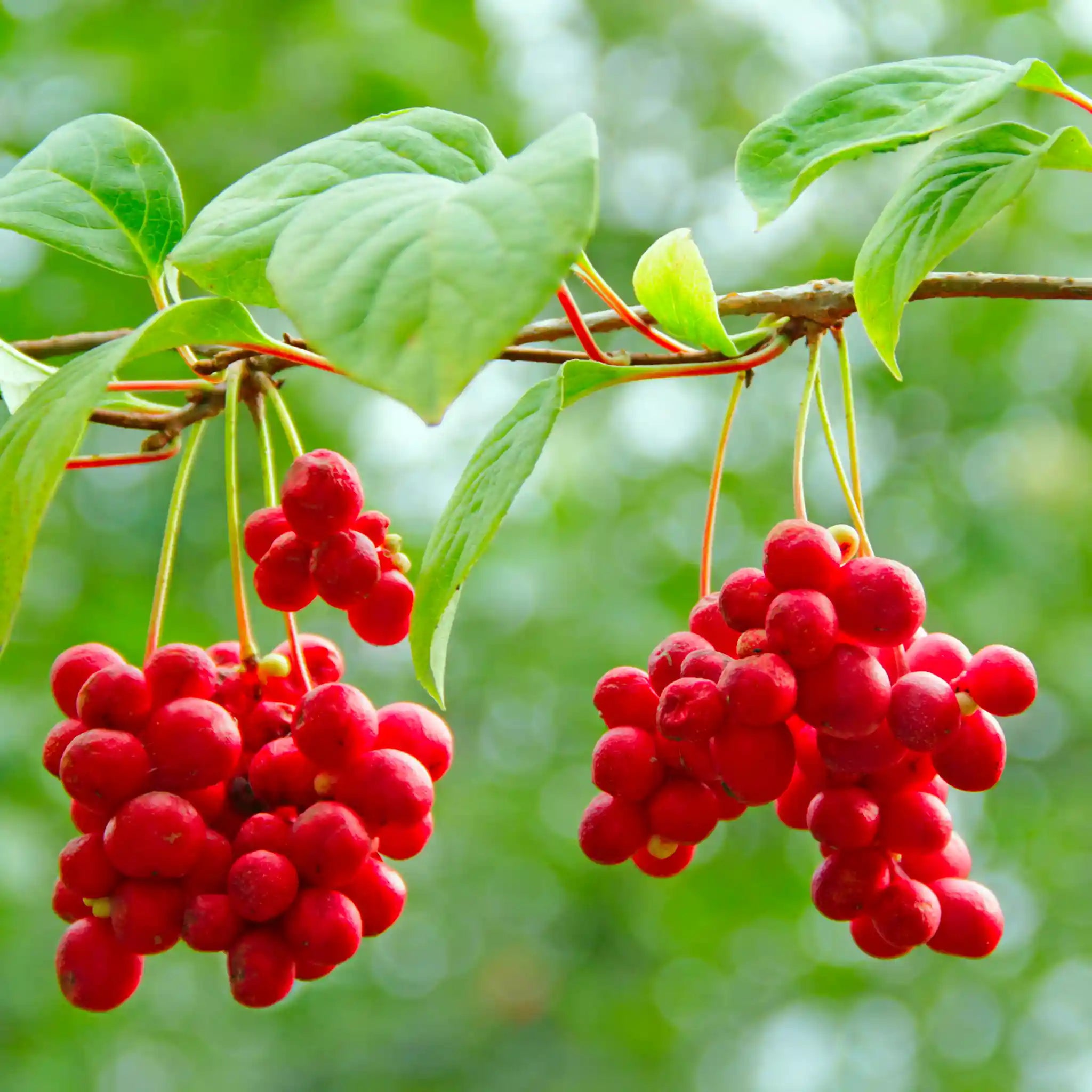 Schisandra Berry | Dual Extract | Full Spectrum | Wild Harvested - Na'vi Organics