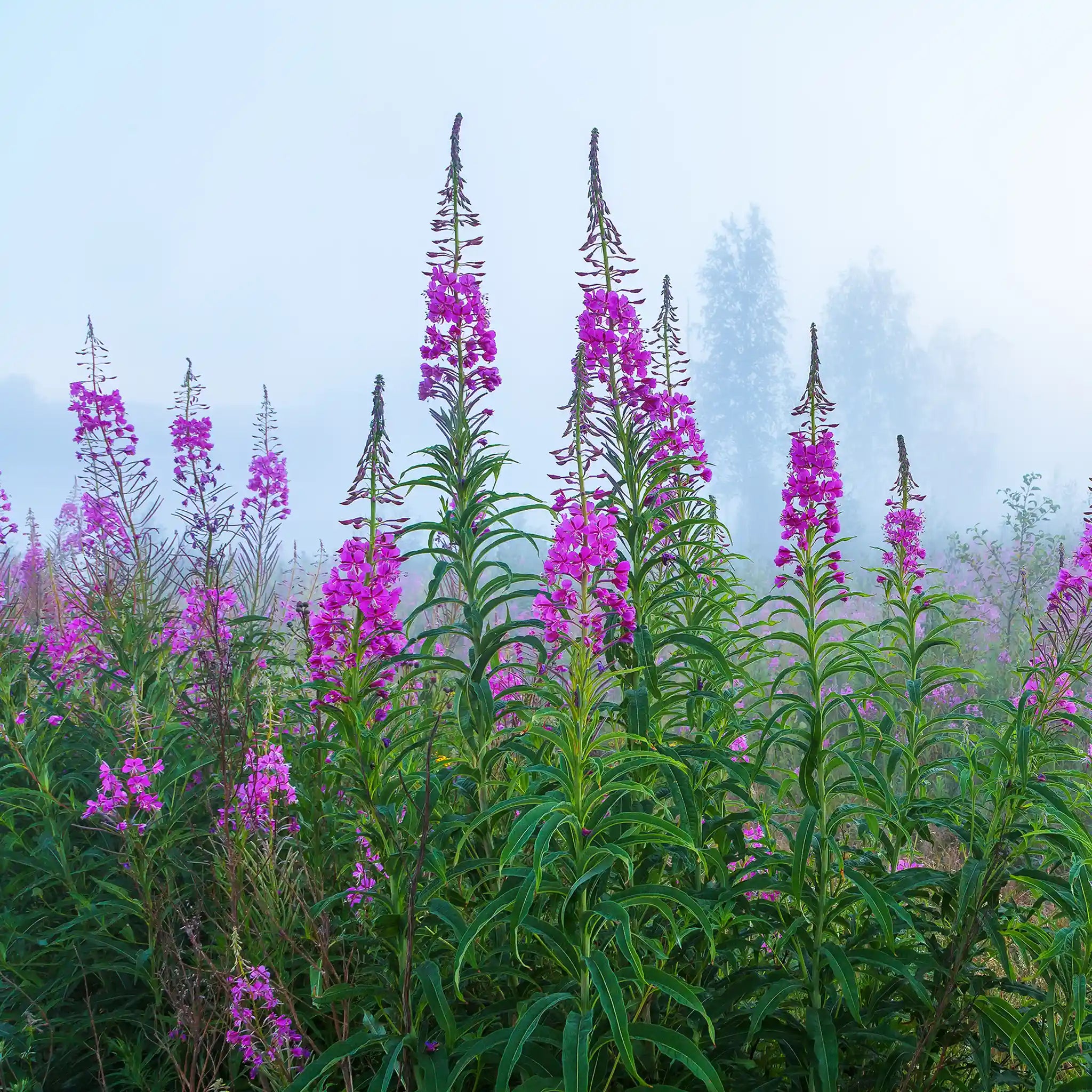 Wild & Organic Ivan Chai Tea with Flowers - Na'vi Organics