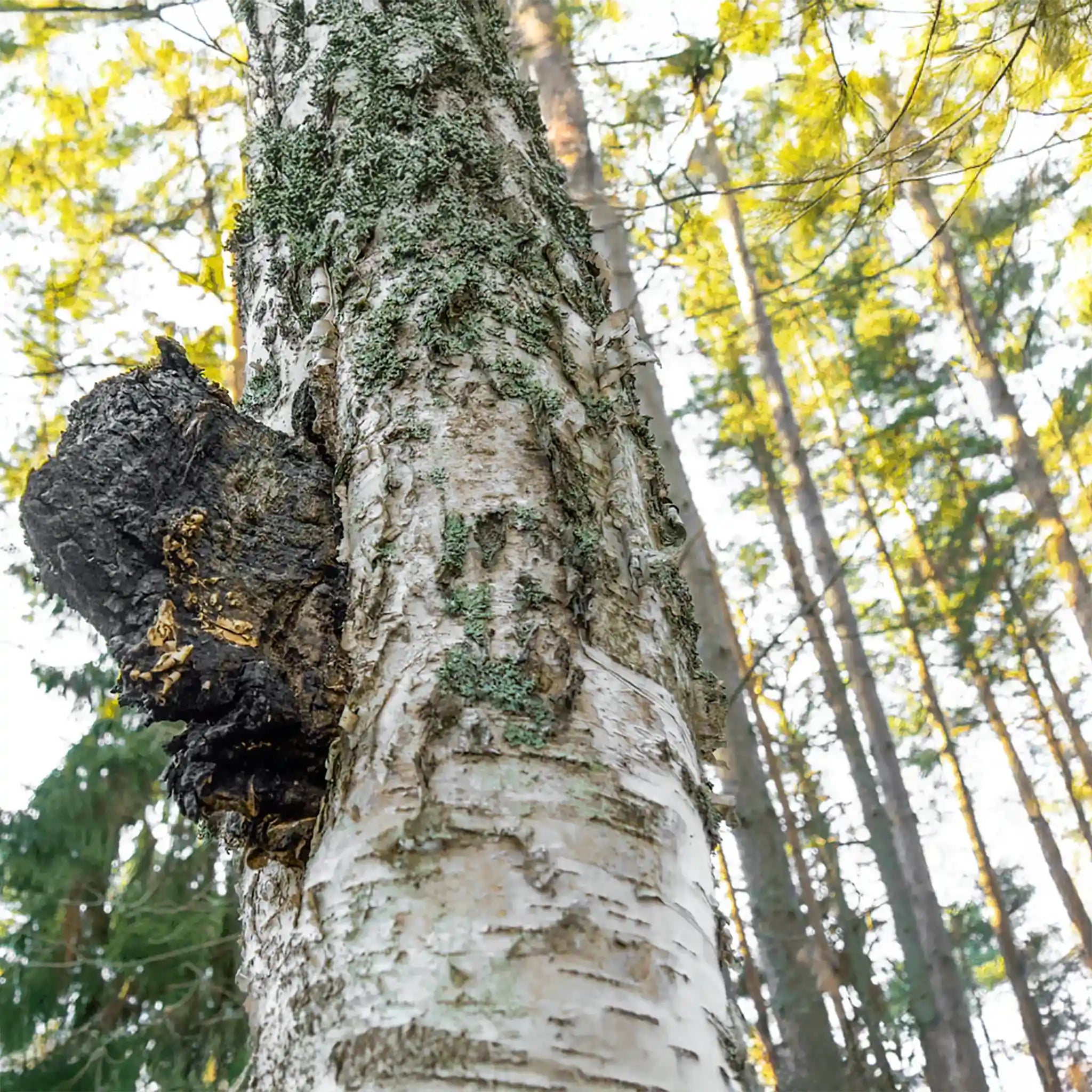 Chaga Mushroom | Dual Extract | Wild Harvested - Na'vi Organics