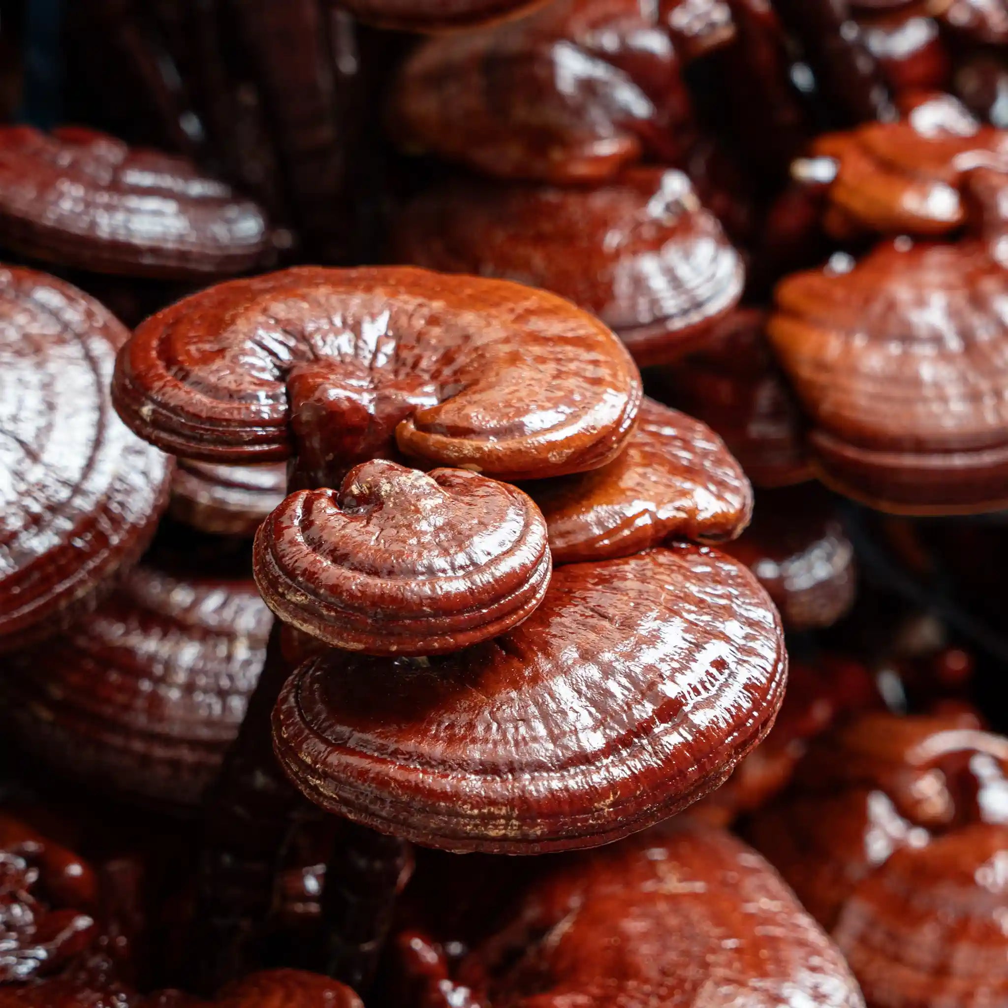 Duanwood Reishi Mushroom | Dual Extract | Full Spectrum | Wild Cultivated - Na'vi Organics