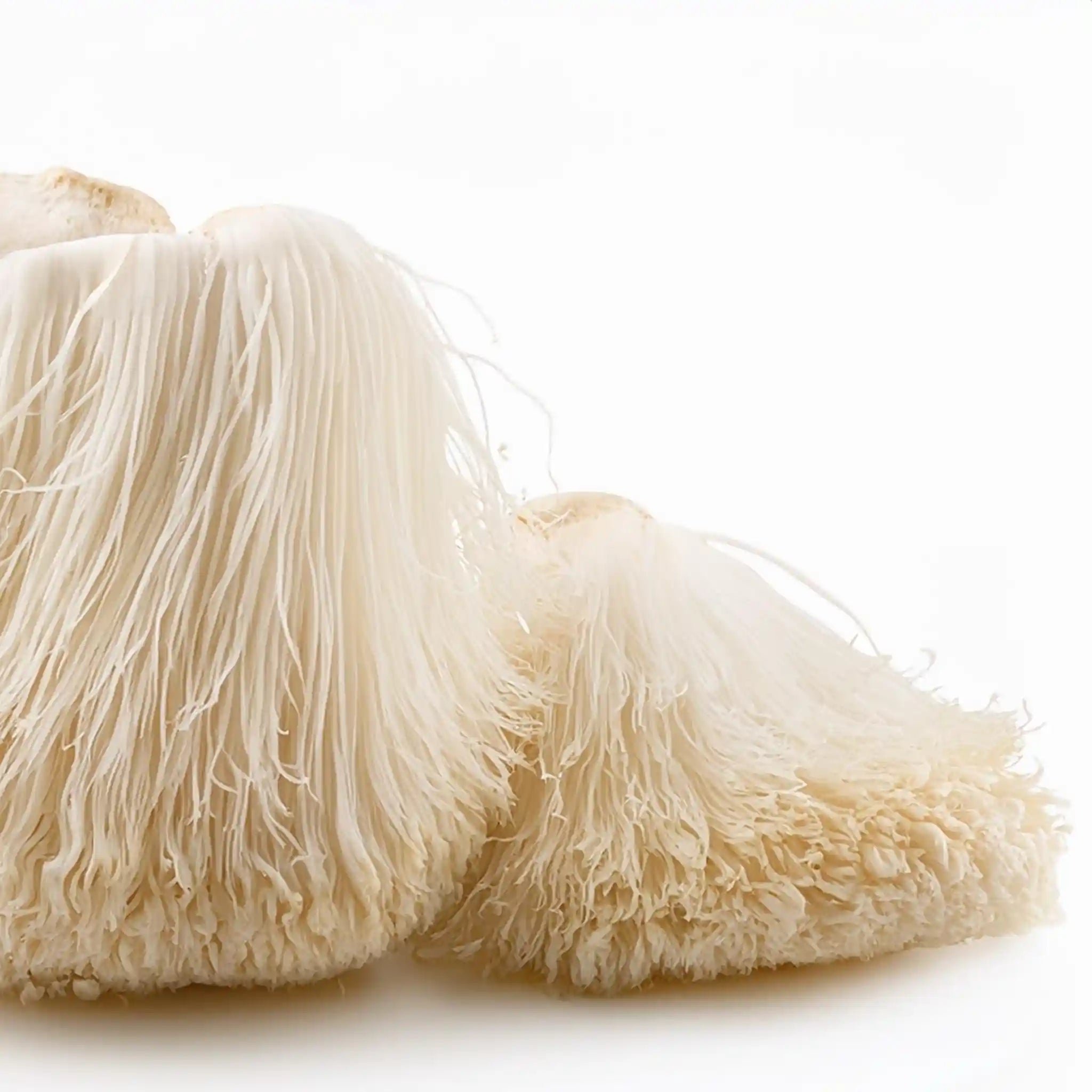 Lion's Mane mushroom growing on a hardwood log