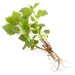 Nettle Root Extract | Full Spectrum | Wild Harvested - Na'vi Organics