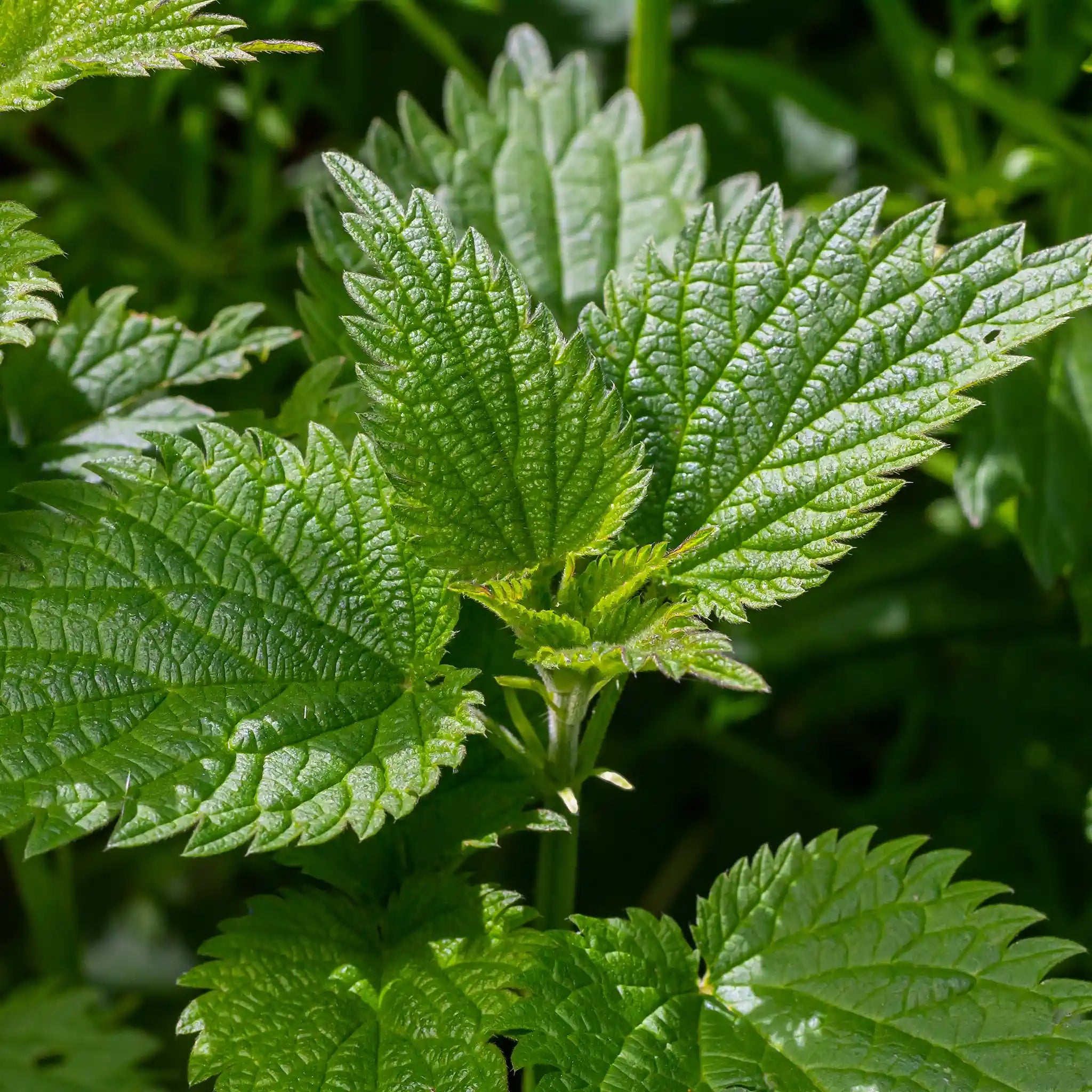 Nettle Root Extract | Full Spectrum | Wild Harvested - Na'vi Organics