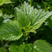 Nettle Root Extract | Full Spectrum | Wild Harvested - Na'vi Organics