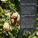 organic_wild_nuts_salted