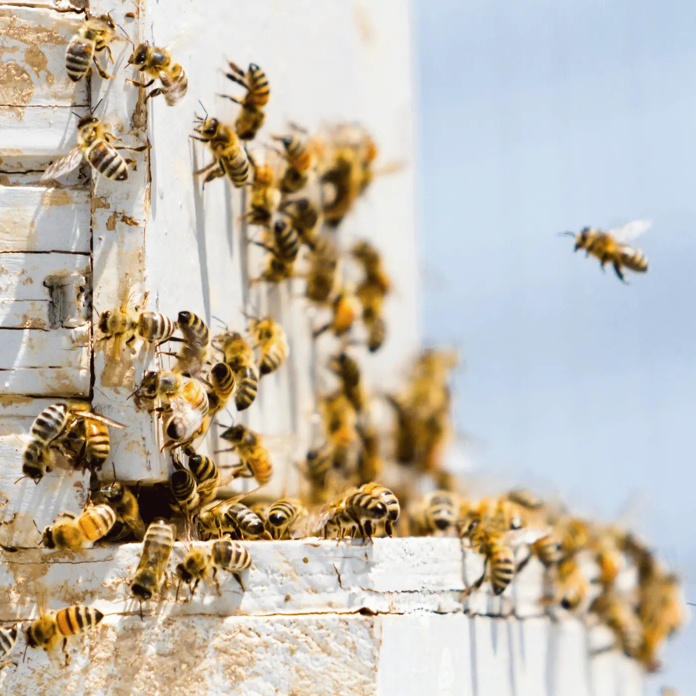 bees bread