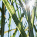 Policane - Unrefined Dried Sugar Cane Juice (454g) - Na'vi Organics
