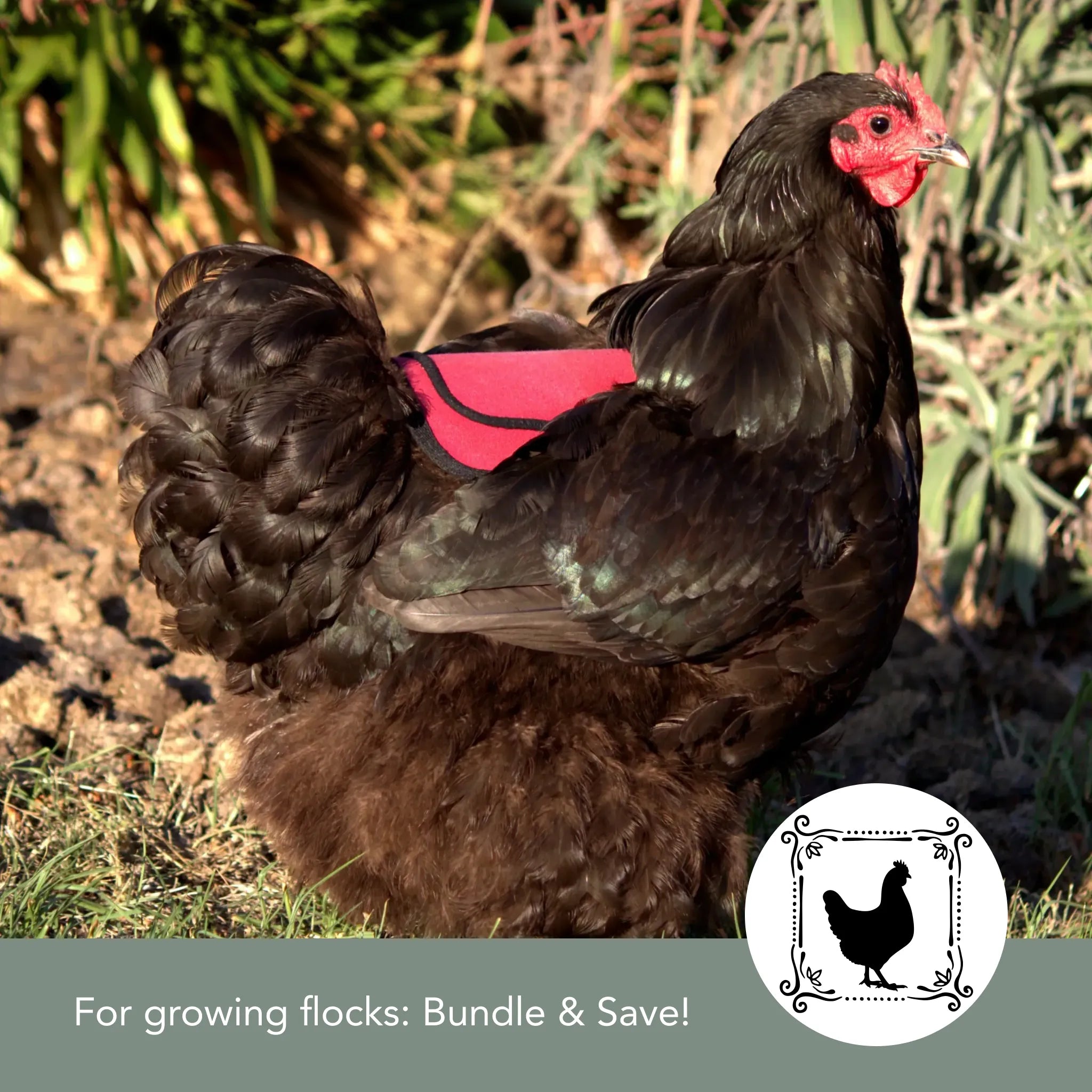 Chicken Saddle (Hen Apron) - Adjustable Hen Feather Saver