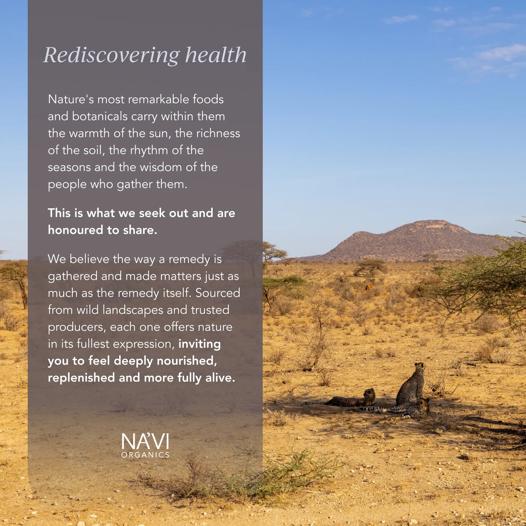 Boswellia neglecta Essential Oil - Wild Harvested Frankincense (5ml)