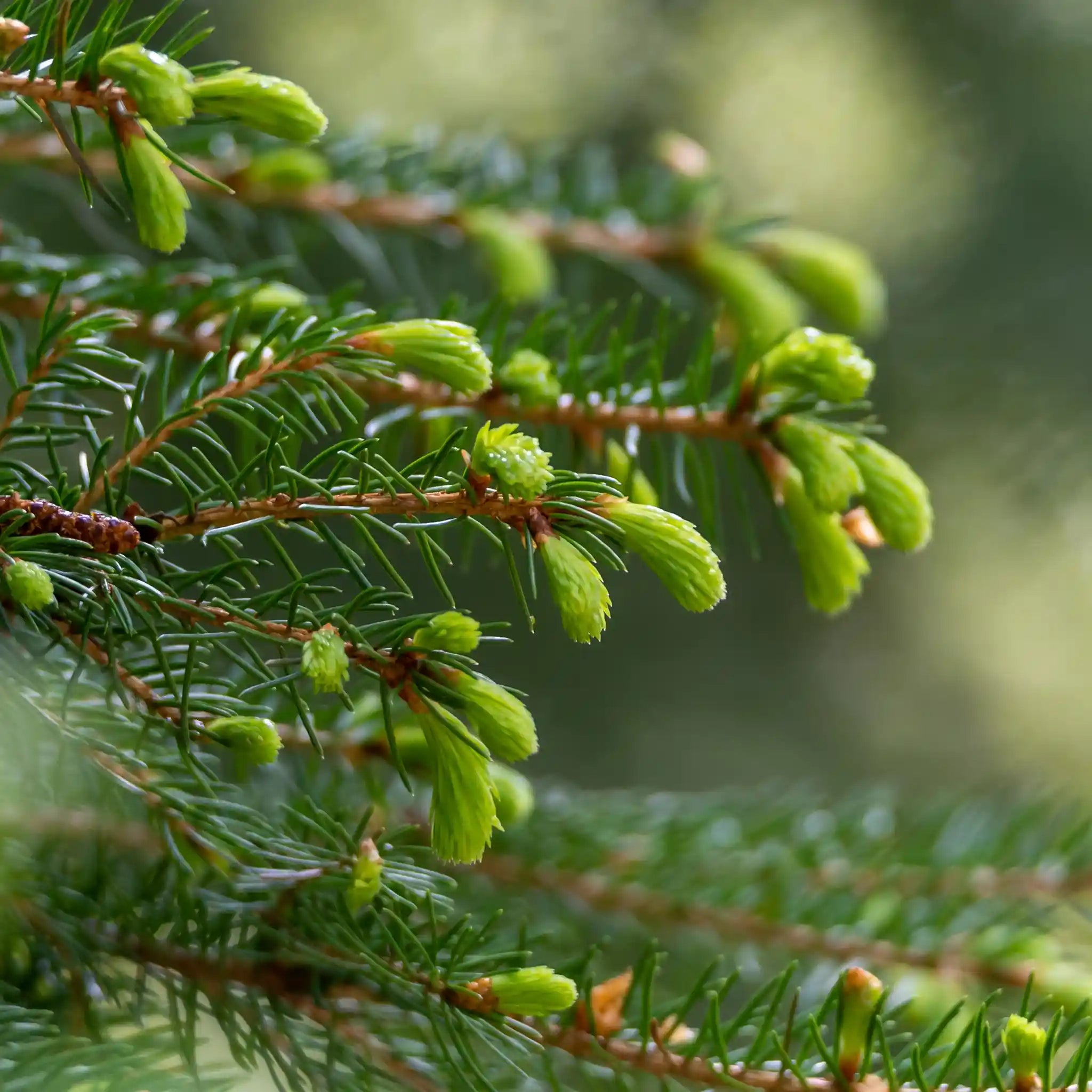 Wild Harvest Fresh Picked Organic Pine Needles for Tea and Extract Making