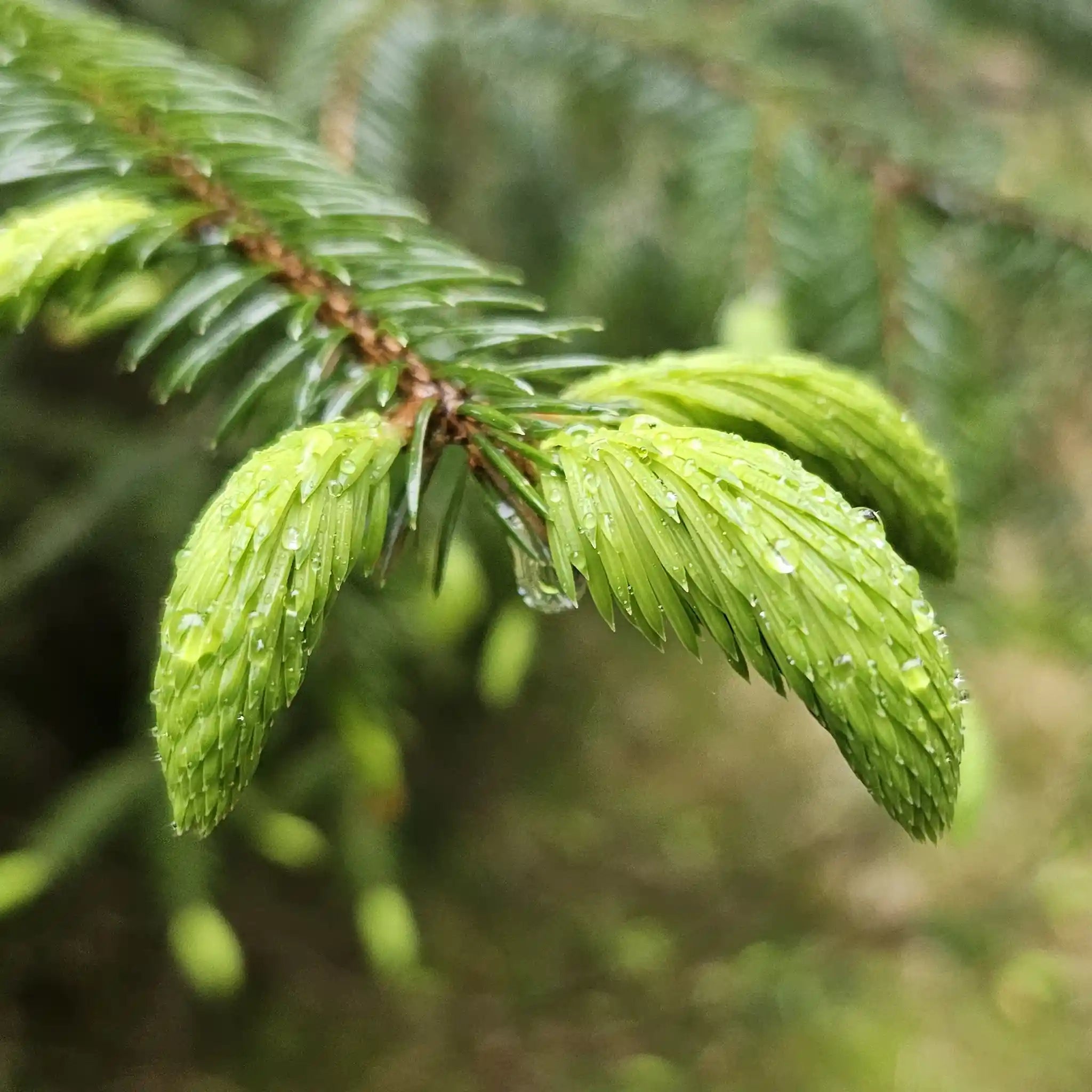 Wild Harvest Fresh Picked Organic Pine Needles for Tea and Extract Making