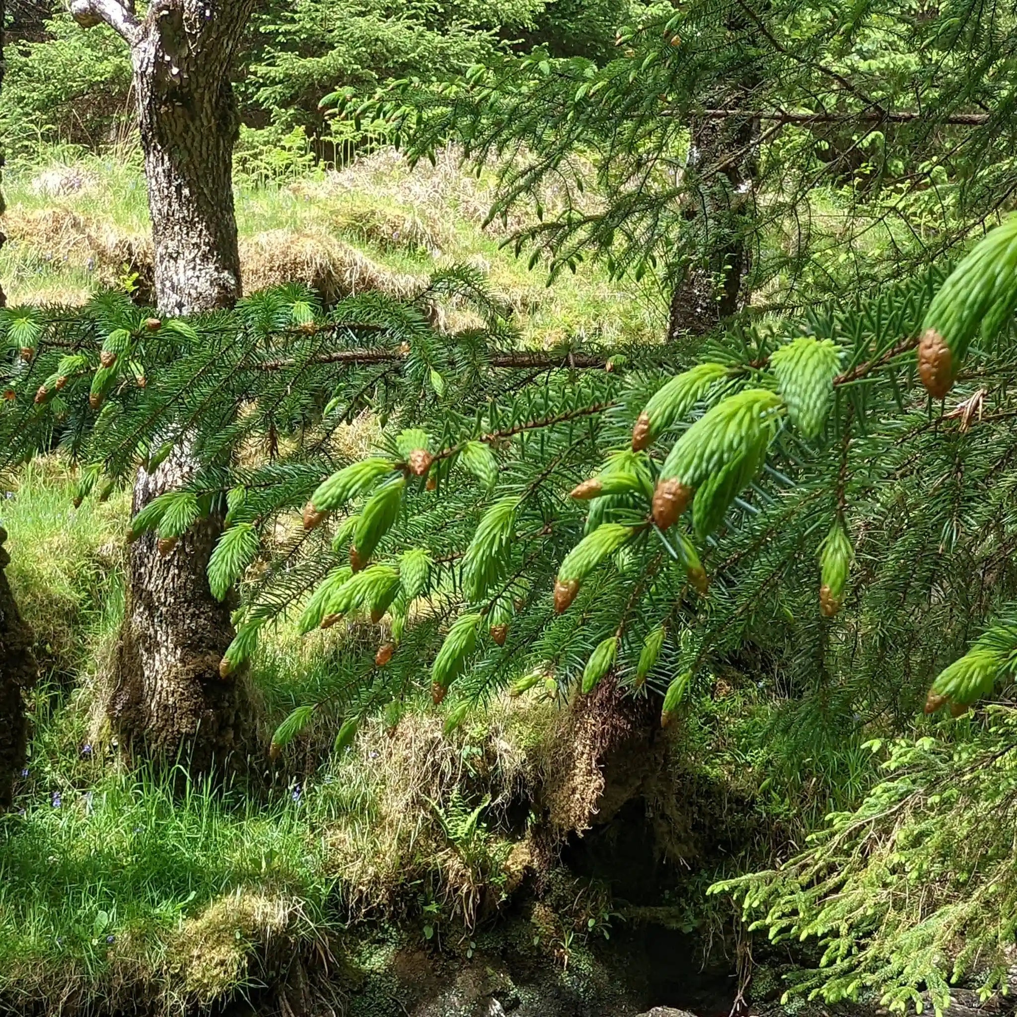 Wild Harvest Fresh Picked Organic Pine Needles for Tea and Extract Making