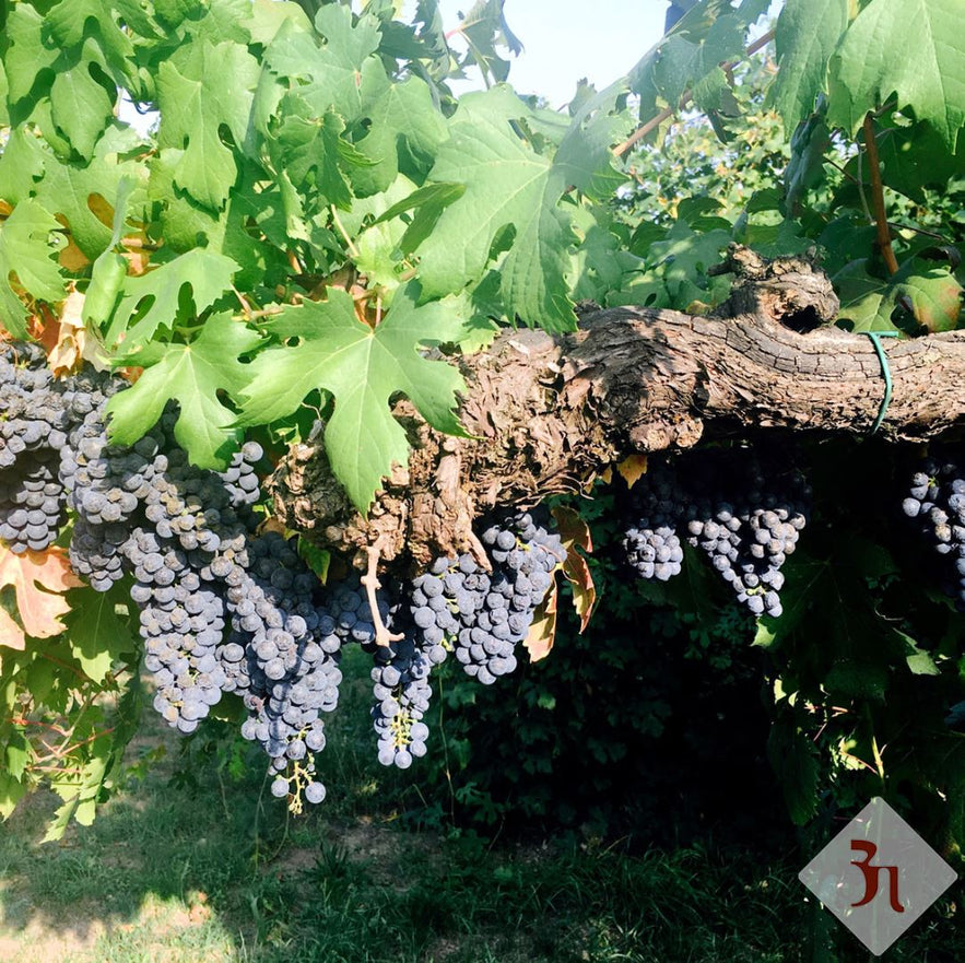 Saba - Cooked Grape Must - Organic and Biodynamic Certified - 250ml - Na'vi Organics