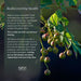 pure_essential_oil
