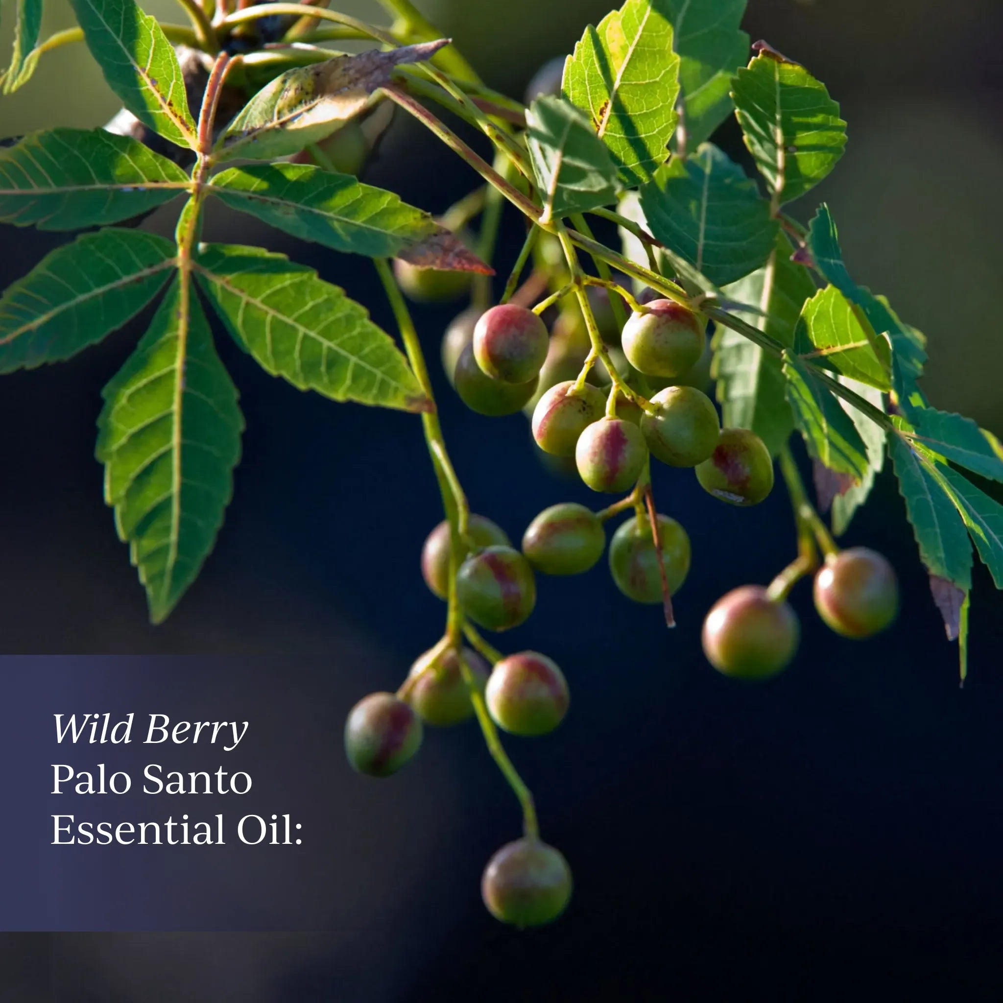 wild berry essential oil