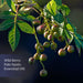 wild berry essential oil