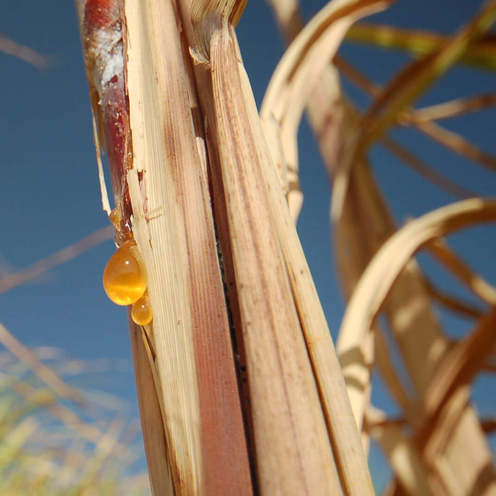 Policane - Unrefined Dried Sugar Cane Juice (454g) - Na'vi Organics