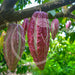 Cacao pods for exquisite raw hispaniola liquor