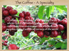 Mother Earth Restoration Coffee Beans - Na'vi Organics Ltd