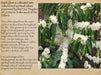 Mother Earth Restoration Coffee Beans - Na'vi Organics Ltd
