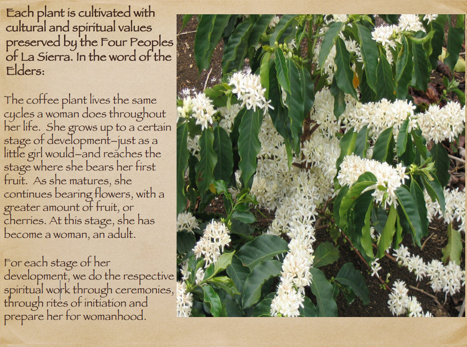 Mother Earth Restoration Coffee Beans - Na'vi Organics Ltd